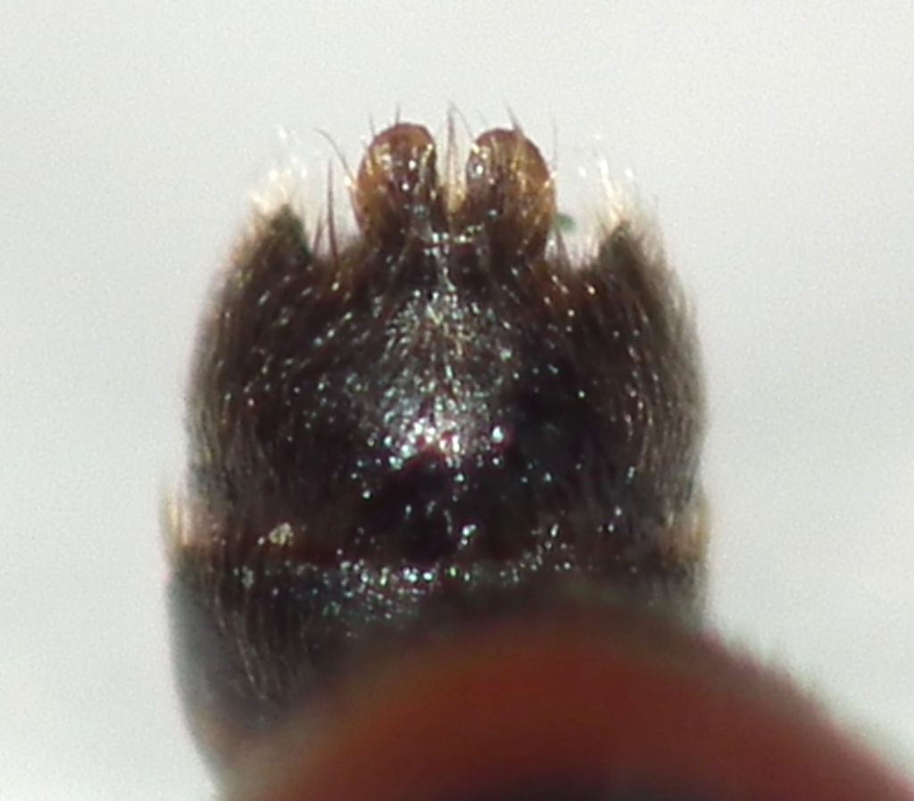 Lygaeidae:   Horvathiolus superbus